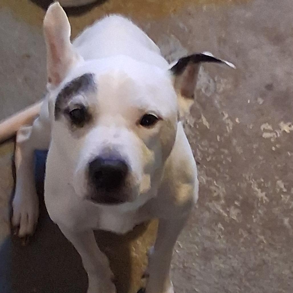 Yayo, a Adoptable Pit Bull Terrier in Philadelphia, PA image 6/6