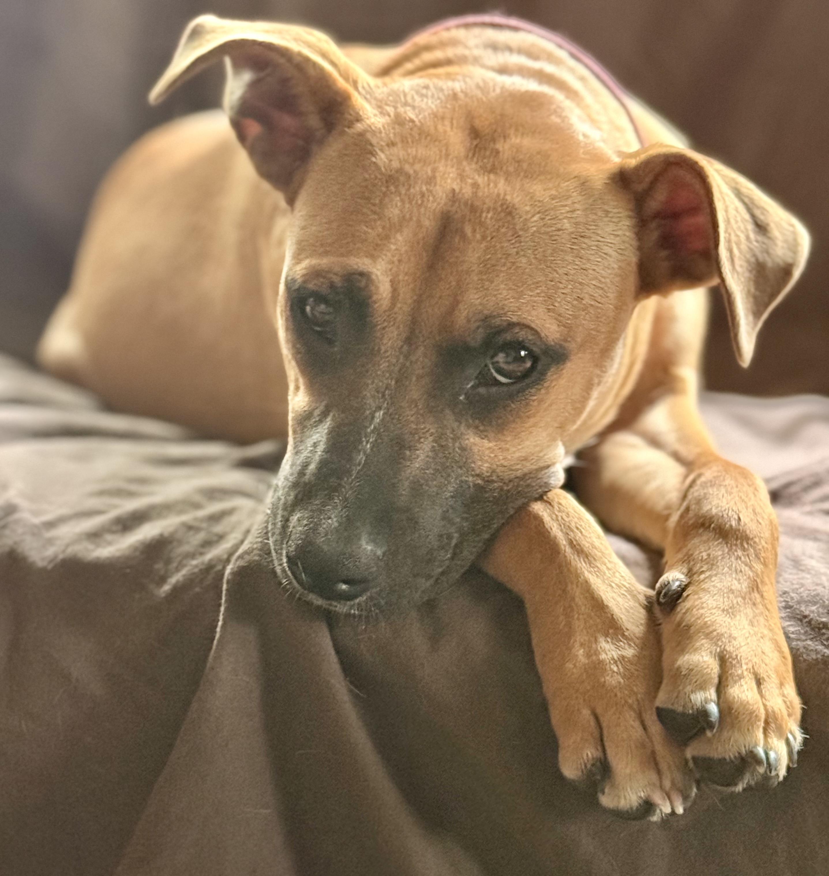 Scarlett, ADOPTABLE, Young Female Black Mouth Cur.
