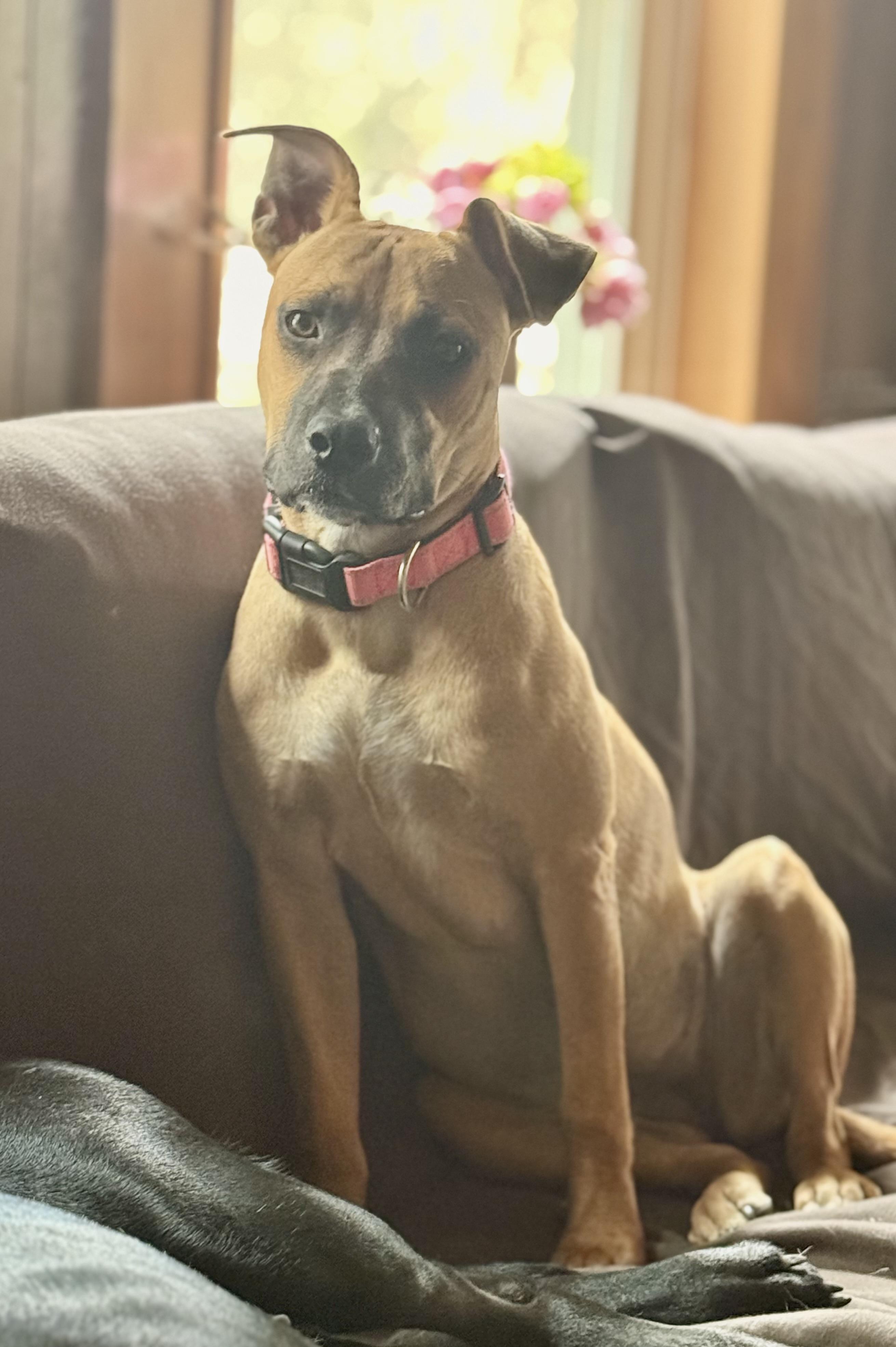 Scarlett, ADOPTABLE, Young Female Black Mouth Cur.