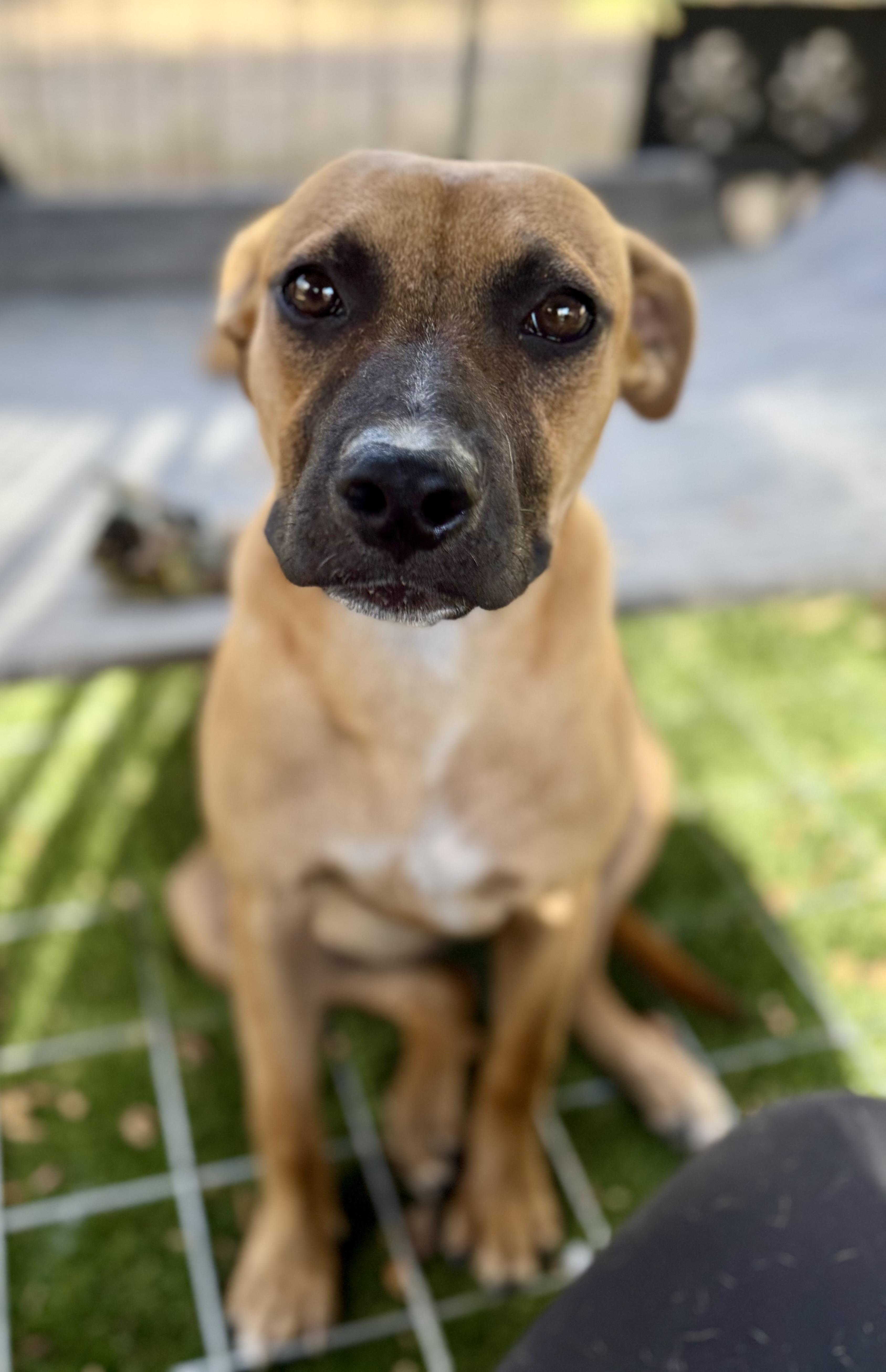 Scarlett, a ADOPTABLE mixed breed in Dale, TX image 3/4