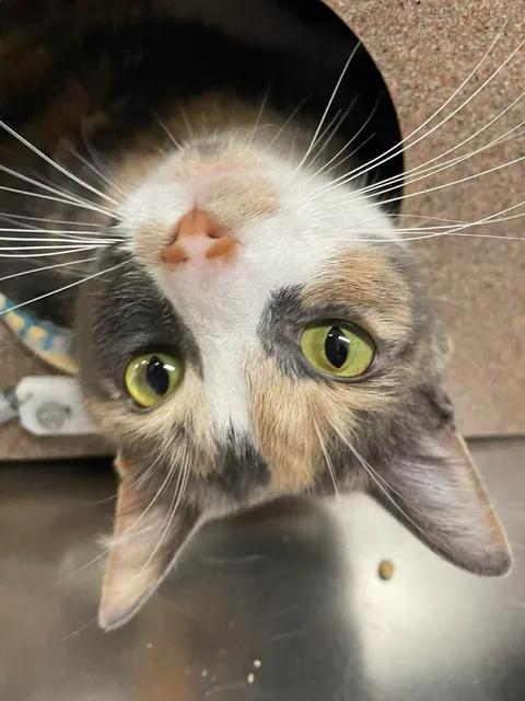 Peanut, adopted, Adult Female Domestic Short Hair.