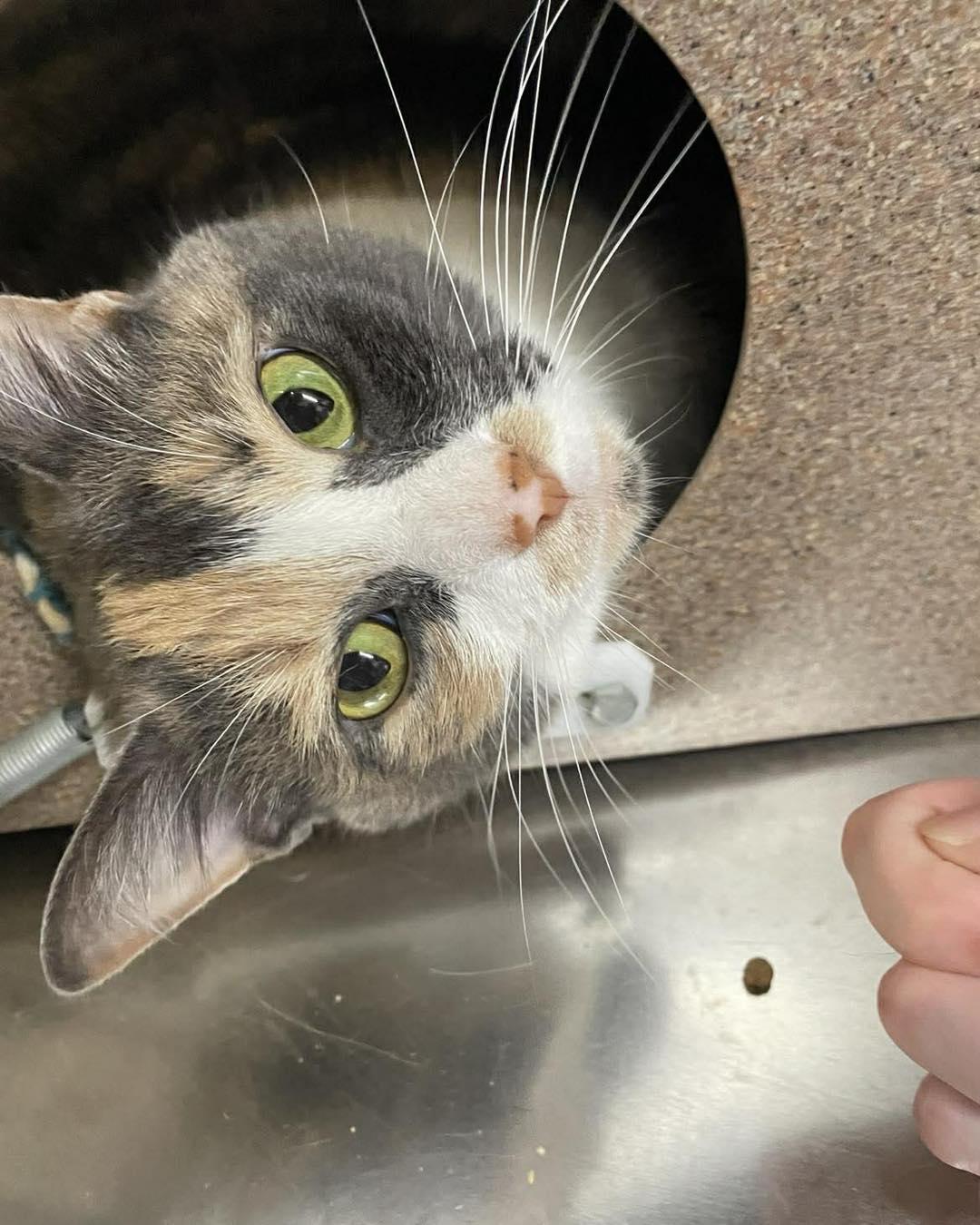 Peanut, an adopted Domestic Short Hair in Stillwater, OK image 2/2