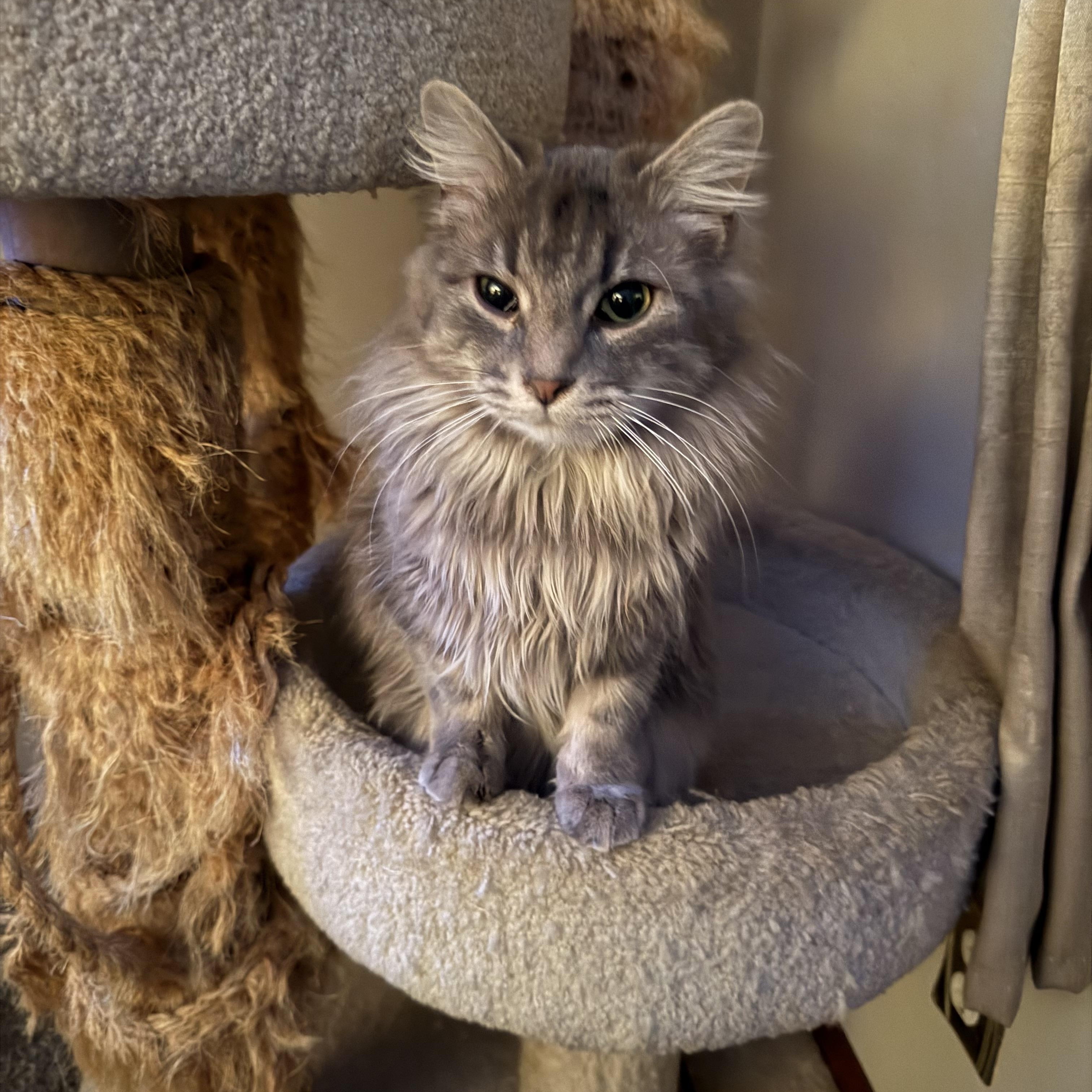 Enlarge Cheeto, a ADOPTABLE Domestic Medium Hair in Avonmore, PA image 1/1