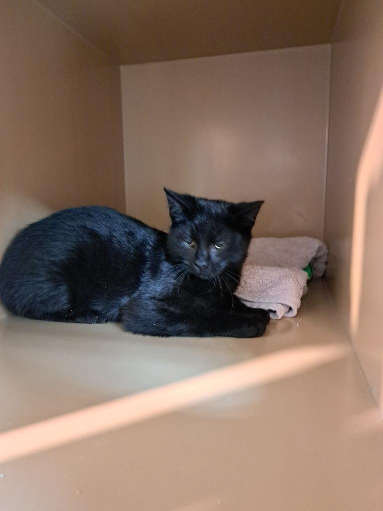 Beau, Adoptable, Kitten Male Domestic Short Hair.