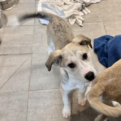 Ember, Adoptable, Young Female Husky & Mixed Breed.