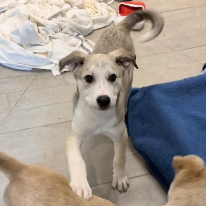 Ember, a Adoptable mixed breed in San Francisco, CA image 3/3