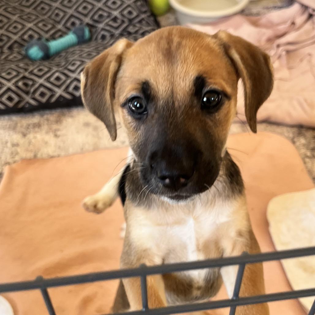 Enlarge Juliet, a Adoptable mixed breed in Phoenix, MD image 2/3