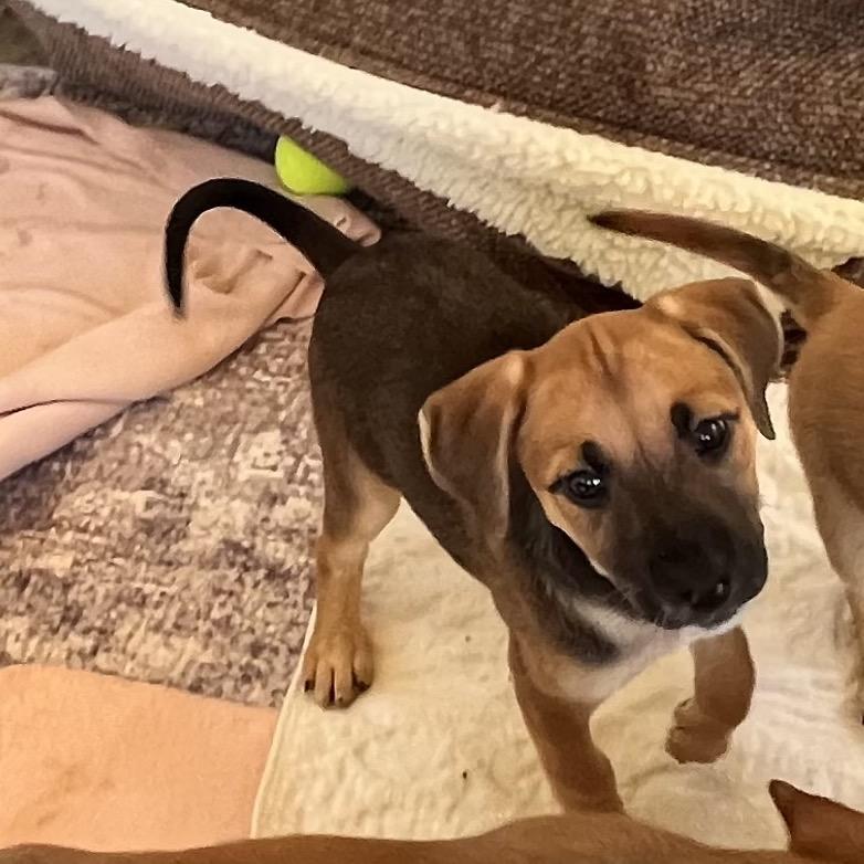 Enlarge Juliet, a Adoptable mixed breed in Phoenix, MD image 3/3