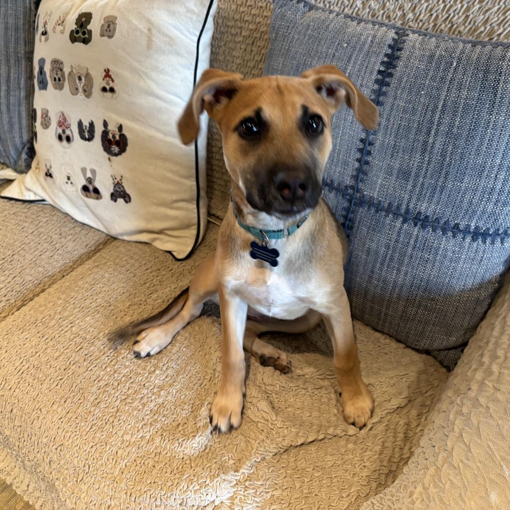 Enlarge Juliet, a Adoptable mixed breed in Phoenix, MD image 4/5