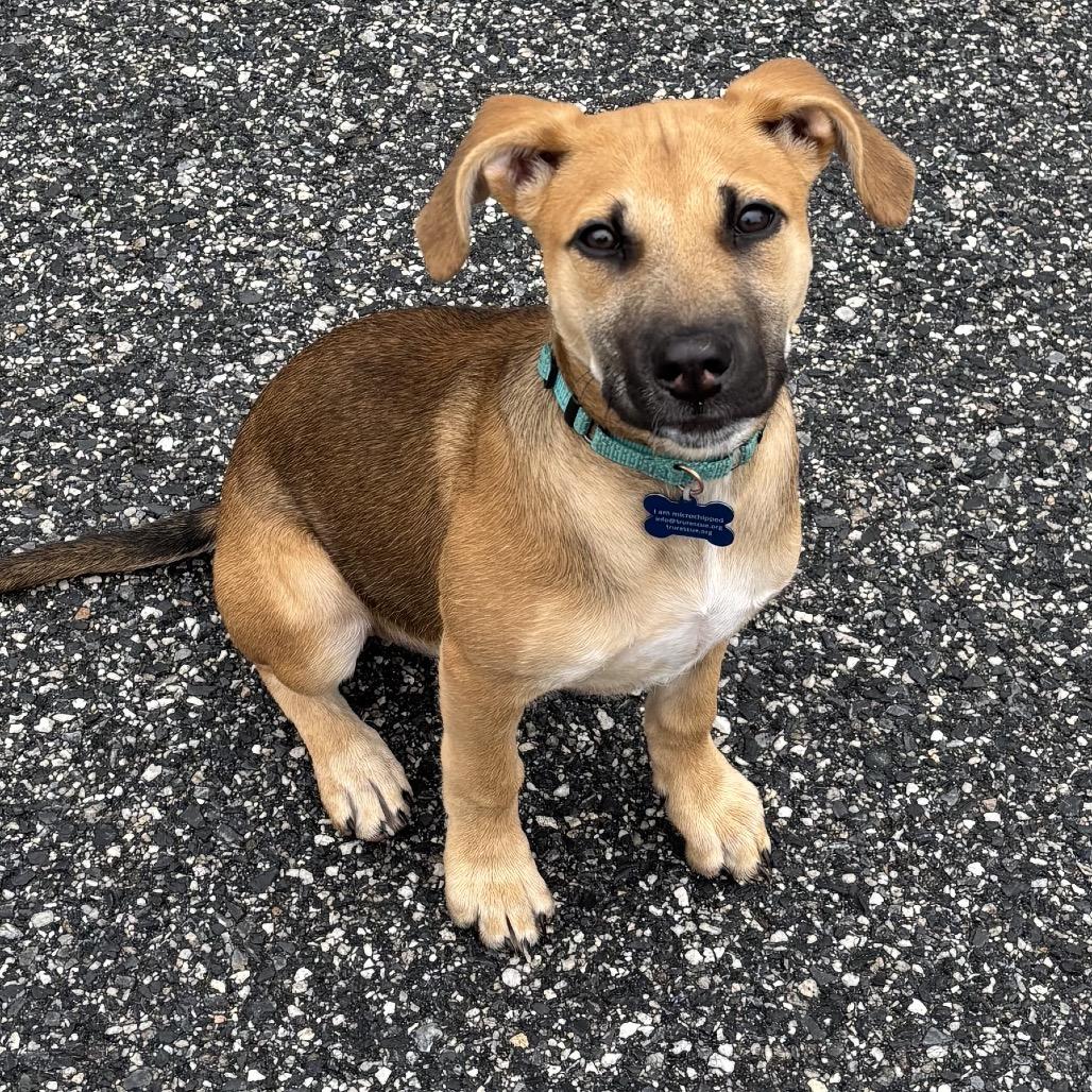 Enlarge Juliet, a Adoptable mixed breed in Phoenix, MD image 5/5