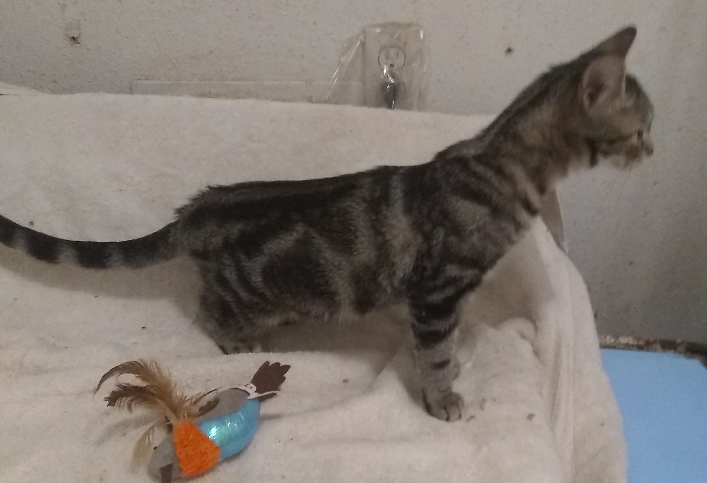 Hannah, Adoptable, Adult Female Domestic Short Hair.