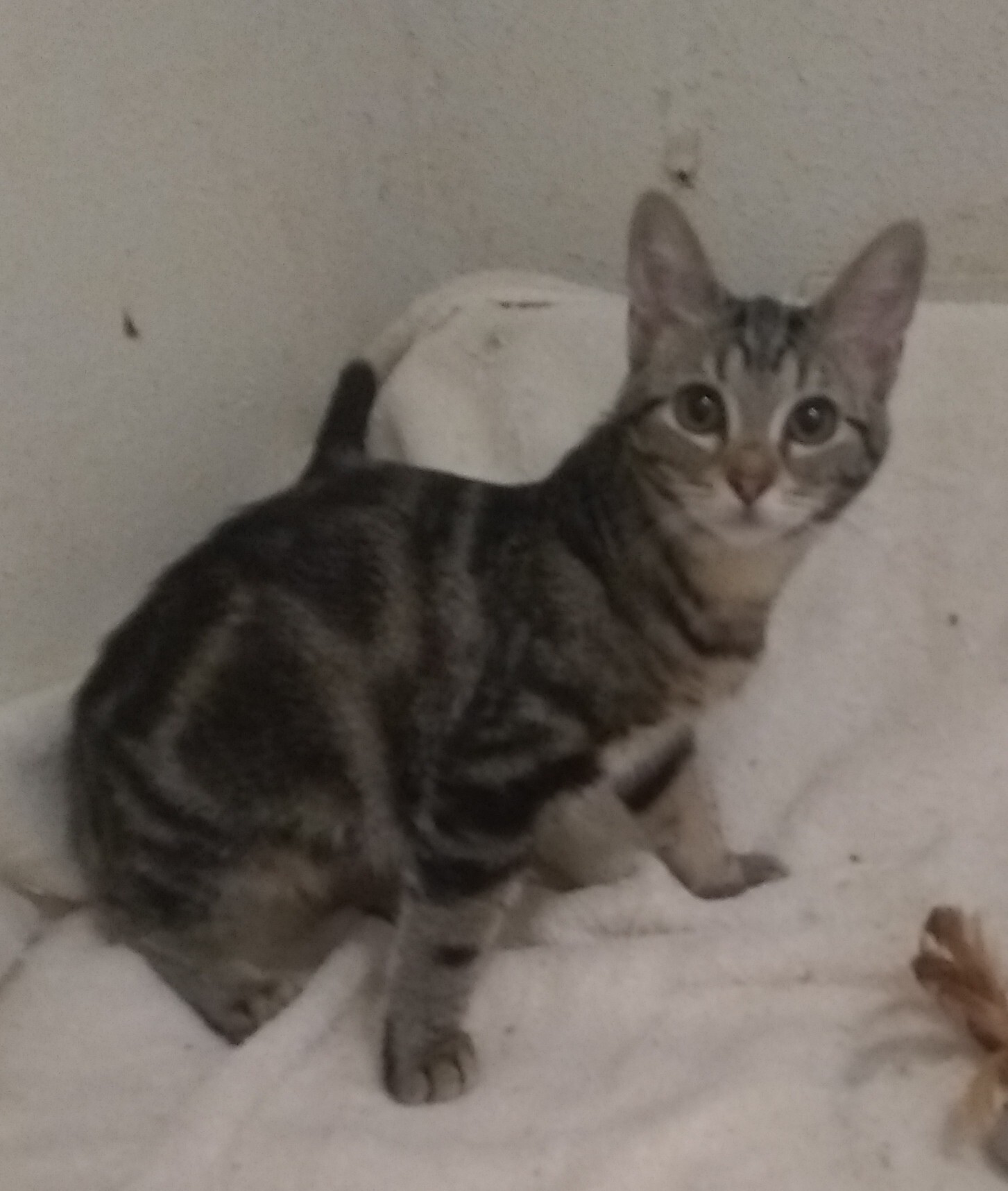 Enlarge Hannah, a Adoptable Domestic Short Hair in Houston, TX image 2/3