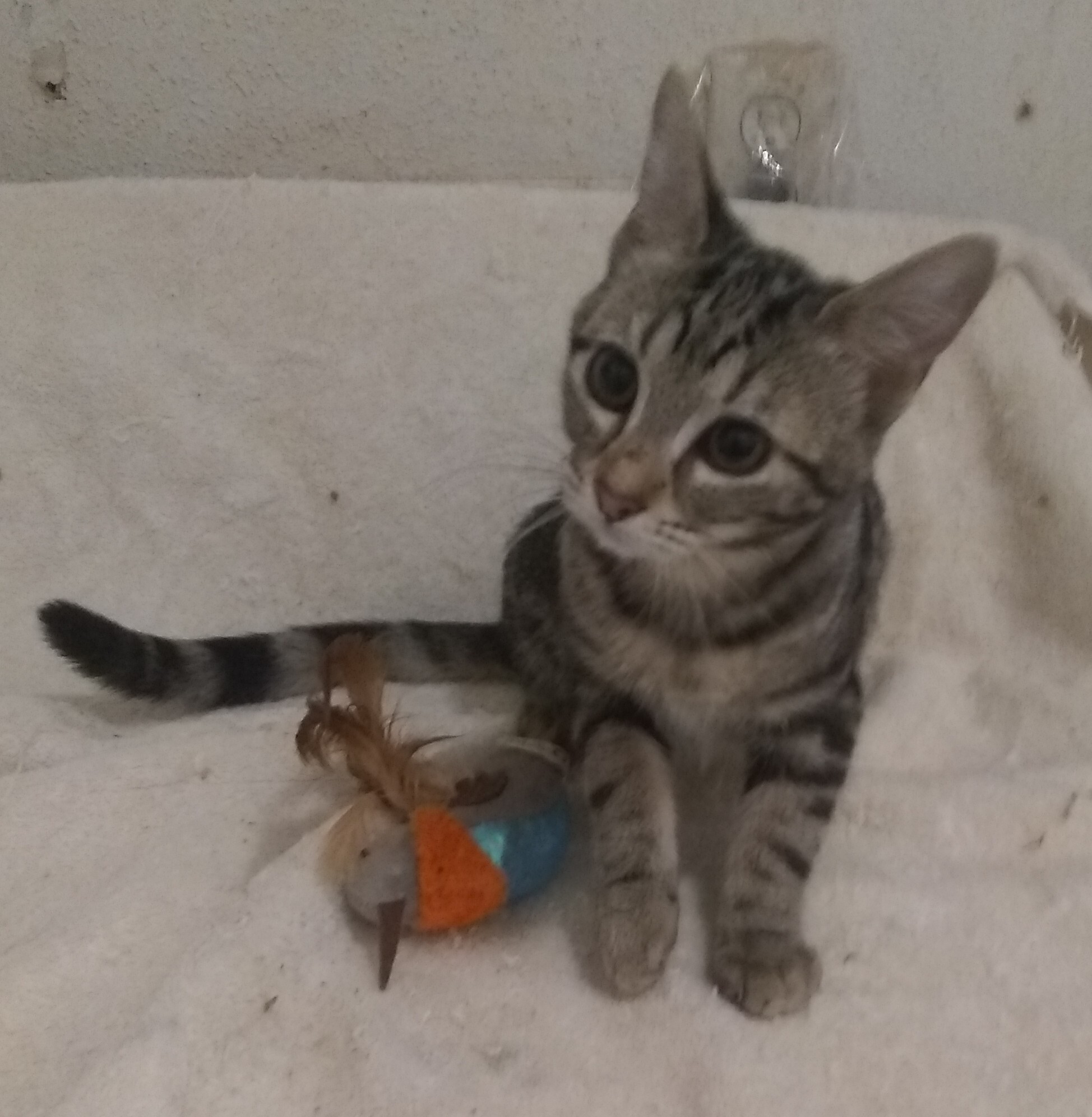 Enlarge Hannah, a Adoptable Domestic Short Hair in Houston, TX image 3/3