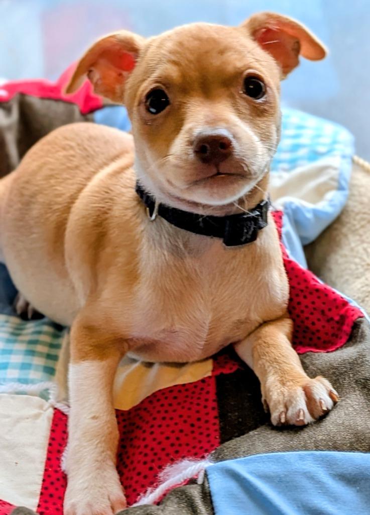 Sheldon photo