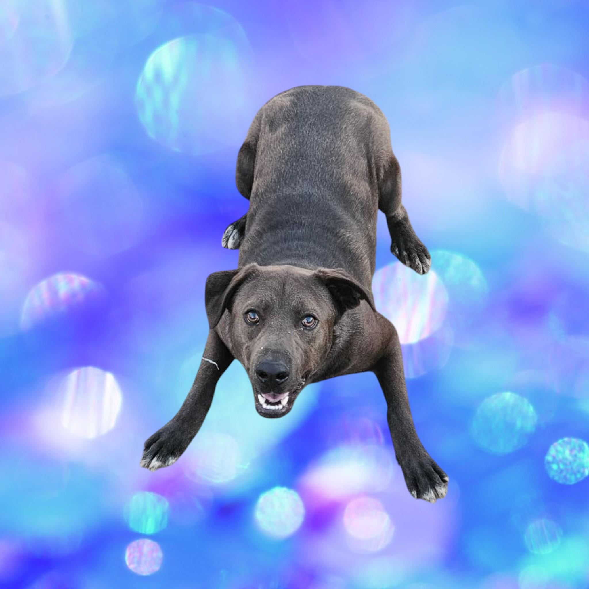Enlarge Wally , a Adoptable Labrador Retriever in Chicago, IL image 2/6