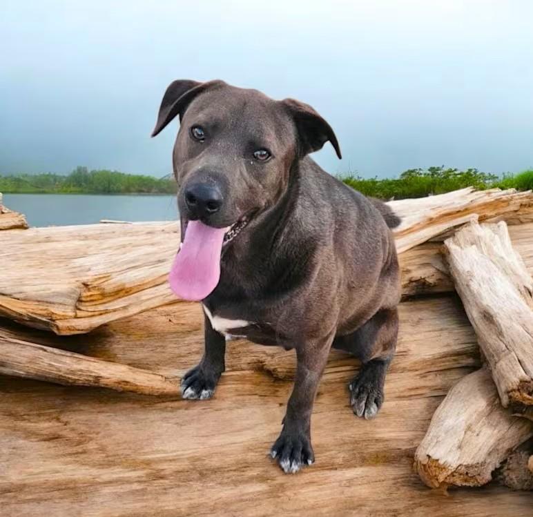 Enlarge Wally , a Adoptable Labrador Retriever in Chicago, IL image 4/6