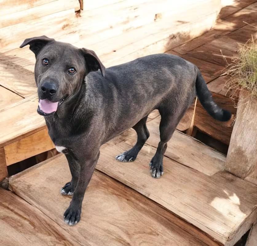 Enlarge Wally , a Adoptable Labrador Retriever in Chicago, IL image 6/6