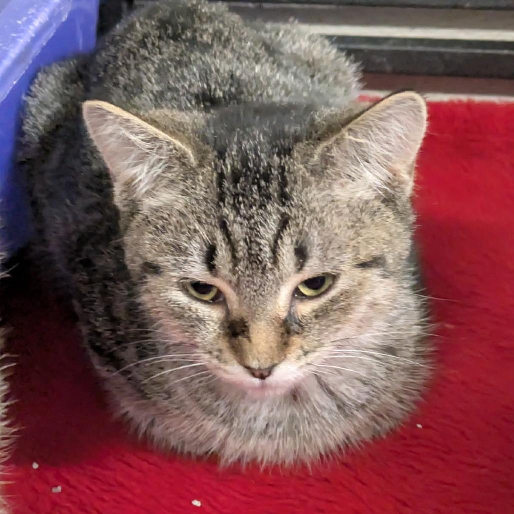 Enlarge Mindy, a Adoptable mixed breed in Toms Brook, VA image 1/1