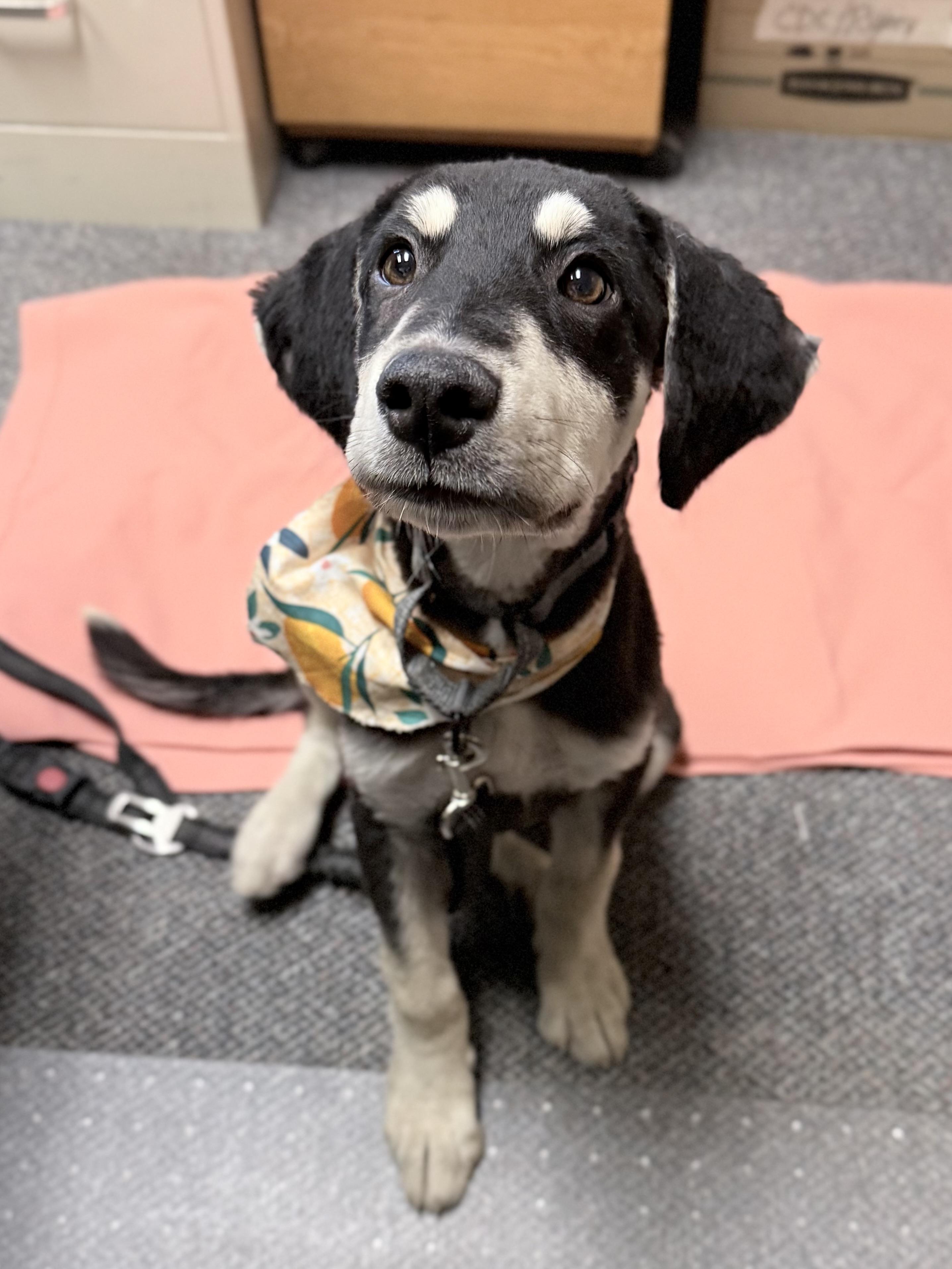 Enlarge Ann, an adopted Mixed Breed in Albany, MO image 1/1