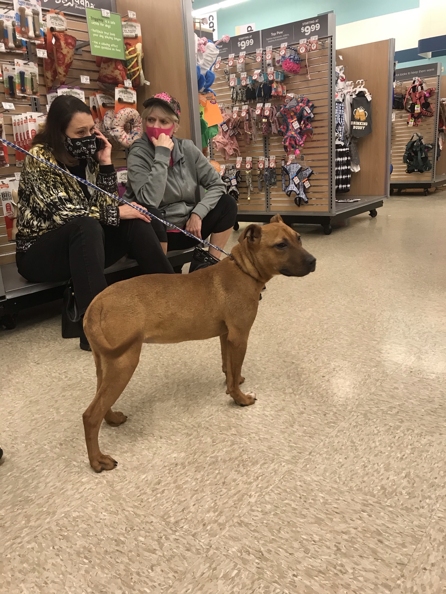 Olivia, a Adoptable mixed breed in Plano, TX image 1/4