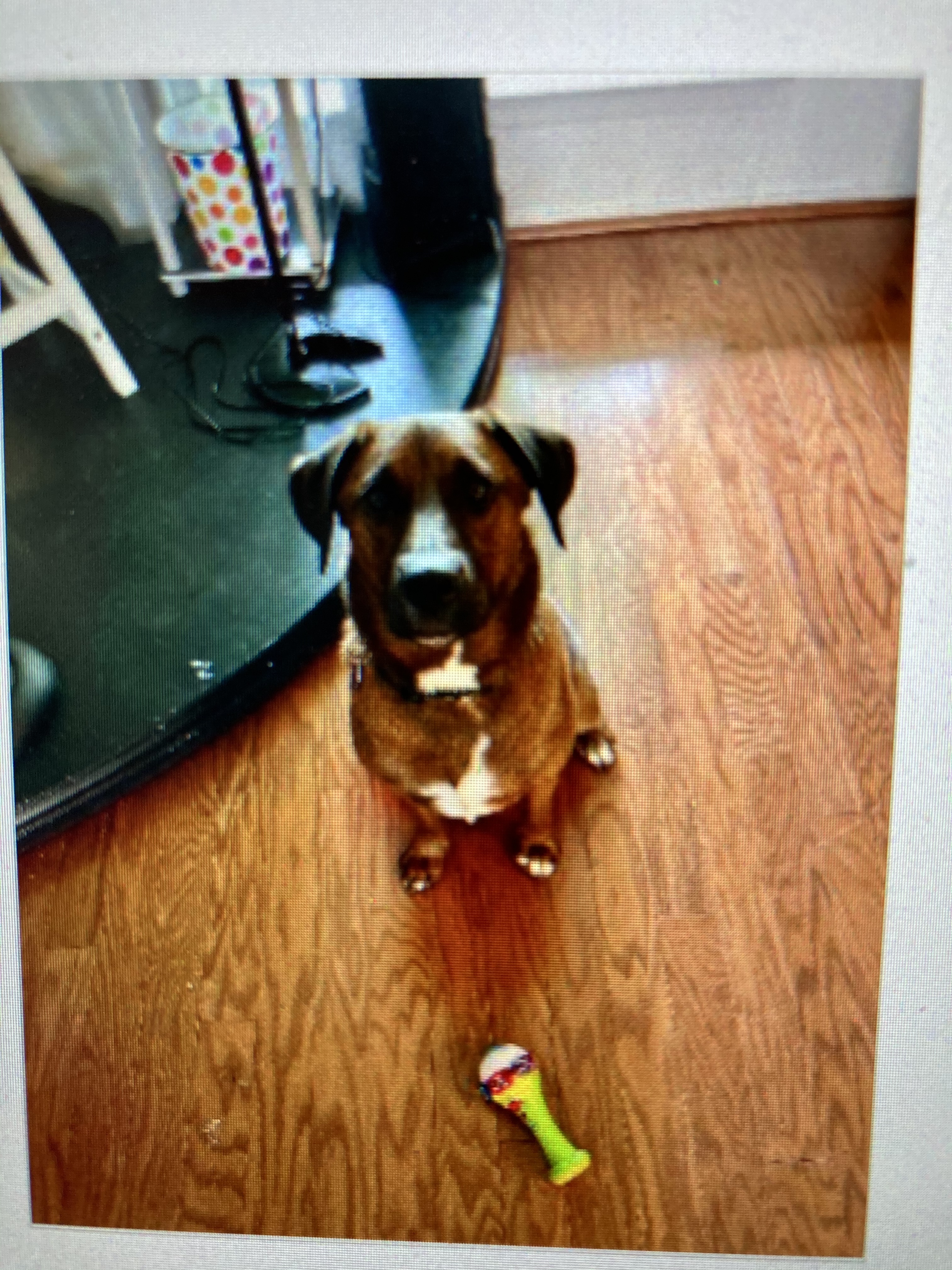 Olivia, a Adoptable mixed breed in Plano, TX image 2/4