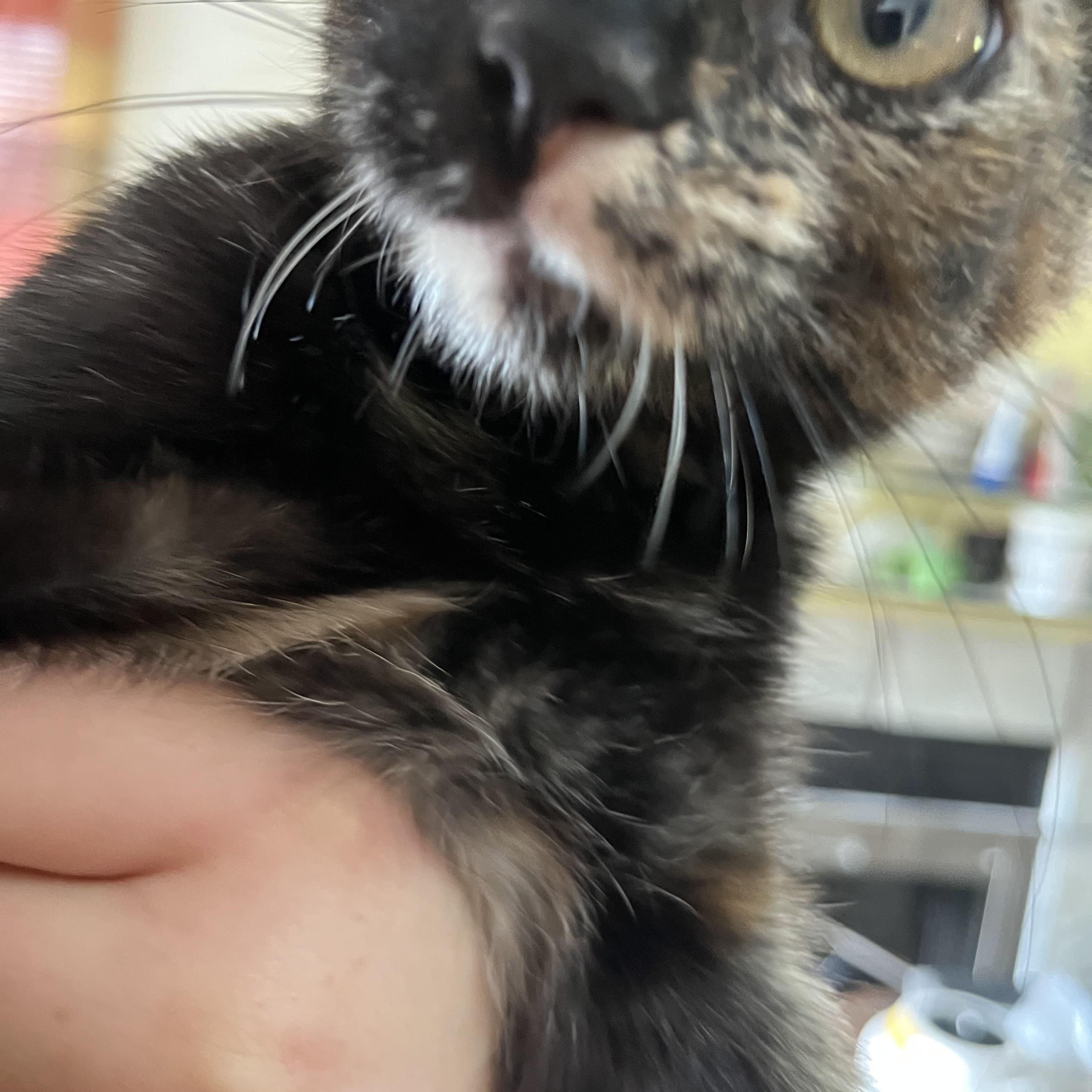 Rocky, Adoptable, Young Female Tortoiseshell.