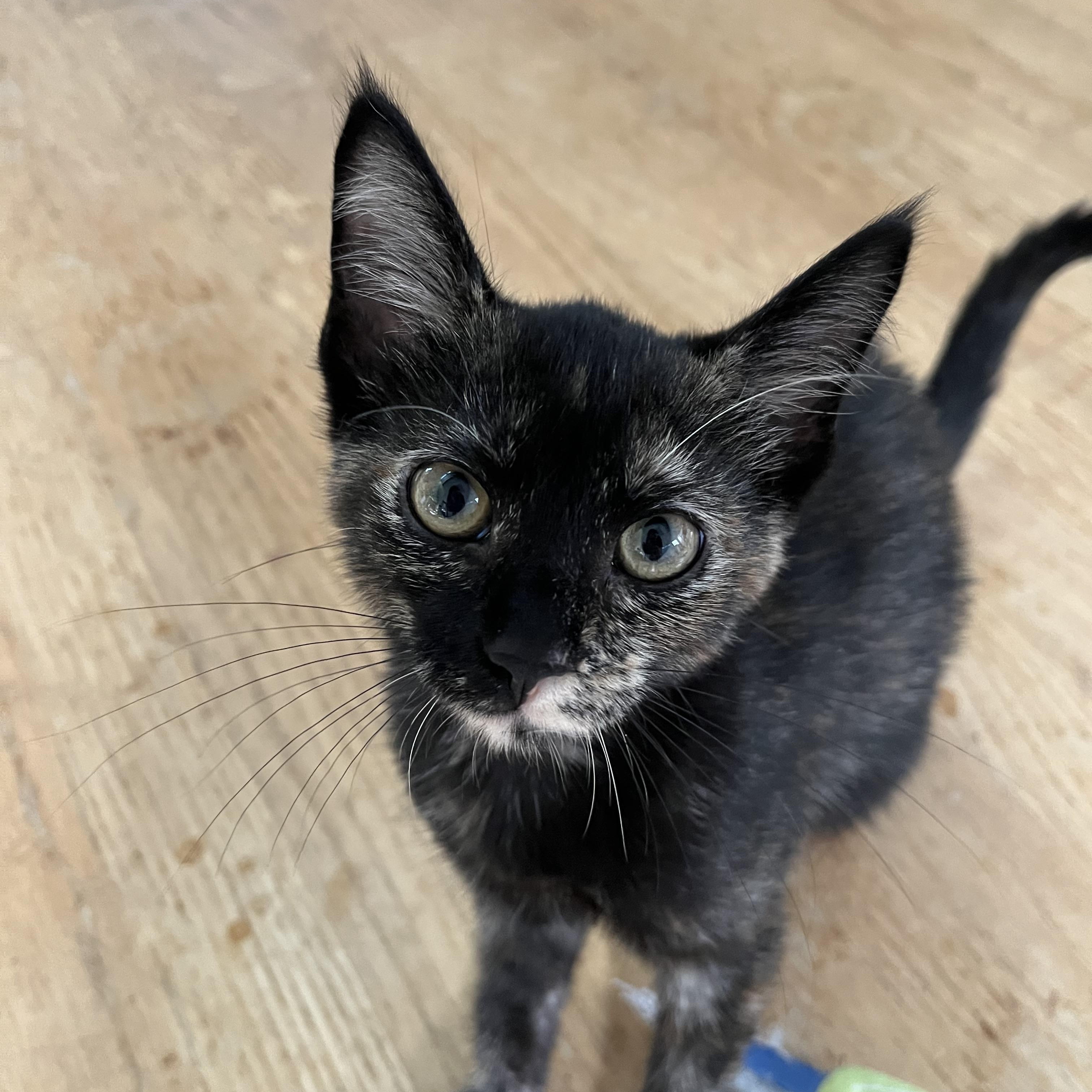 Enlarge Rocky, a Adoptable Tortoiseshell in Wheeling, IL image 2/2