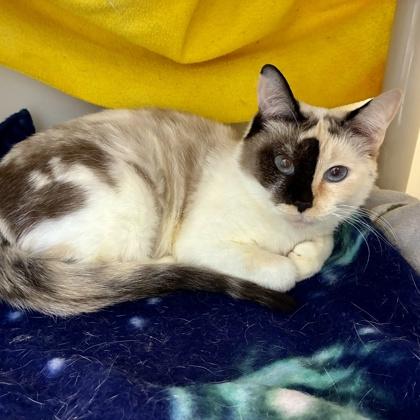 Eleven (Bashful Buddy), a Adoptable mixed breed in Wheaton, IL image 1/3