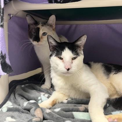 Eleven (Bashful Buddy), a Adoptable mixed breed in Wheaton, IL image 2/3