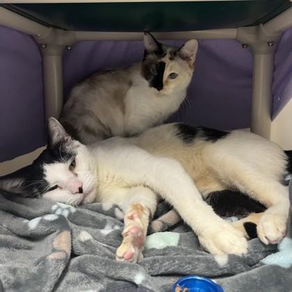 Eleven (Bashful Buddy), a Adoptable mixed breed in Wheaton, IL image 3/3