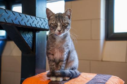 Slater, Adoptable, Adult Male Domestic Short Hair & Domestic Short Hair.