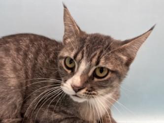 Slater, a Adoptable mixed breed in Golden Valley, MN image 2/2