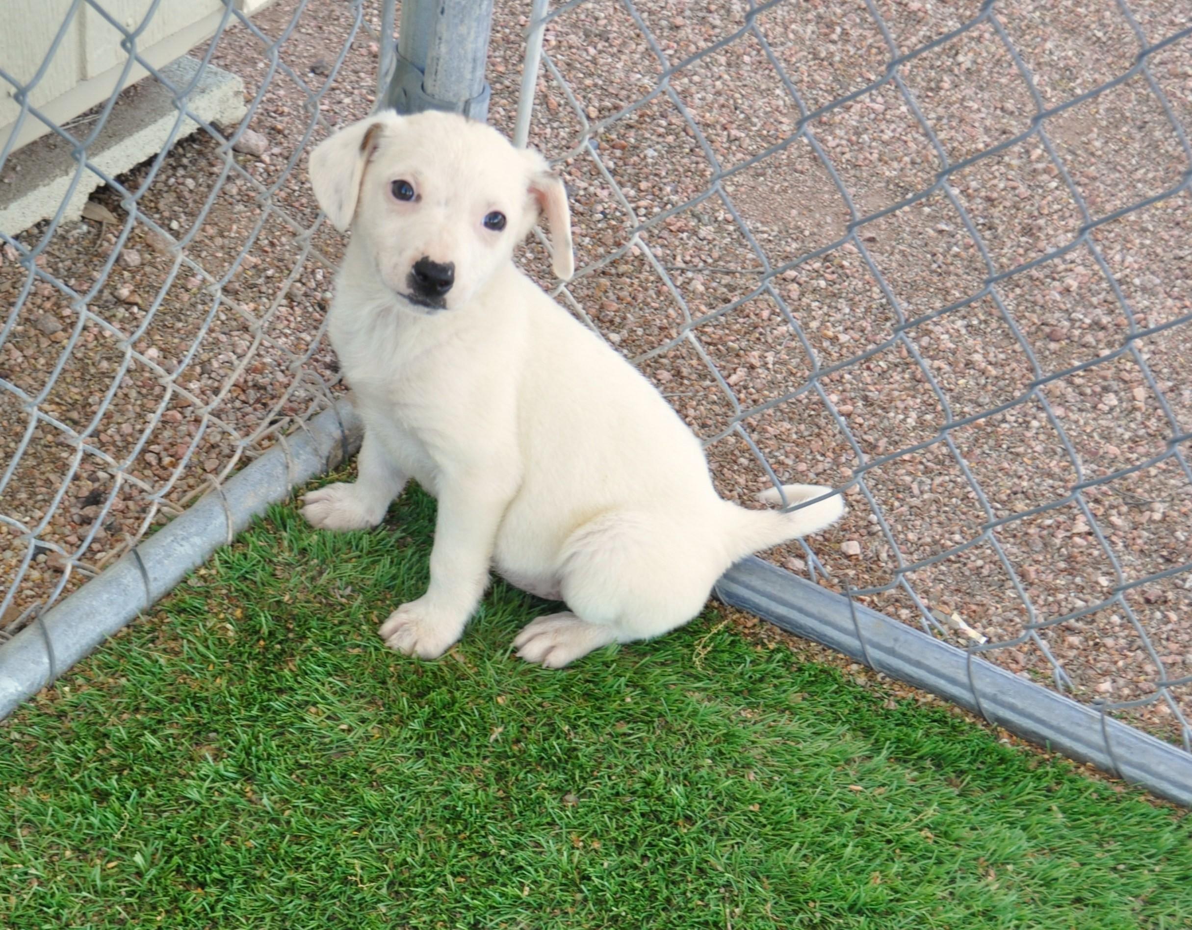 Enlarge Grigio, a ADOPTABLE mixed breed in Apache Junction, AZ image 3/4