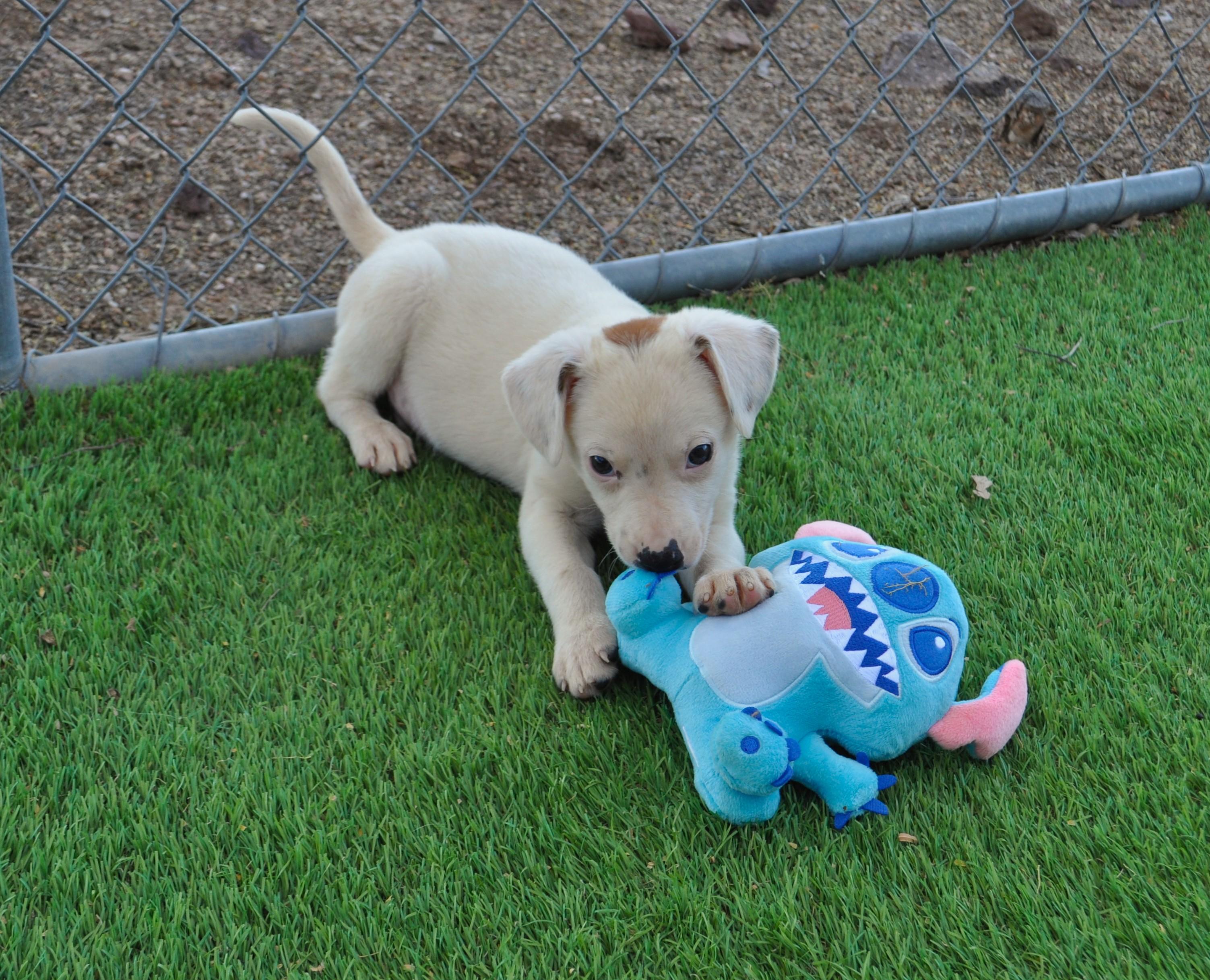 Grigio, ADOPTABLE, Puppy Male Jack Russell Terrier & Italian Greyhound.