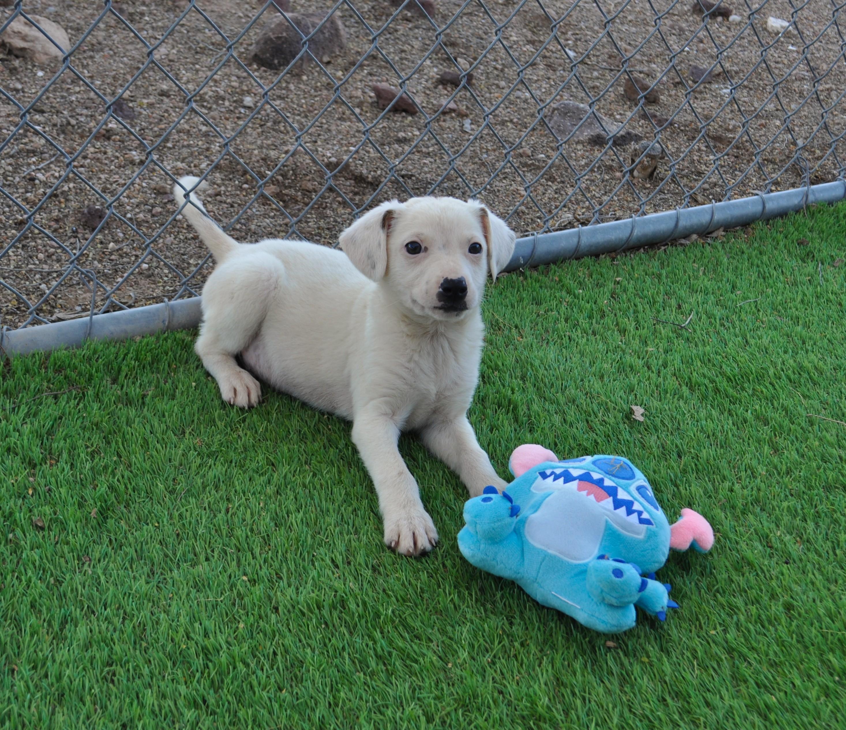 Enlarge Grigio, a ADOPTABLE mixed breed in Apache Junction, AZ image 2/4