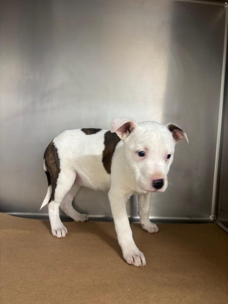 Enlarge Honey, a Adoptable mixed breed in Cartersville , GA image 1/1