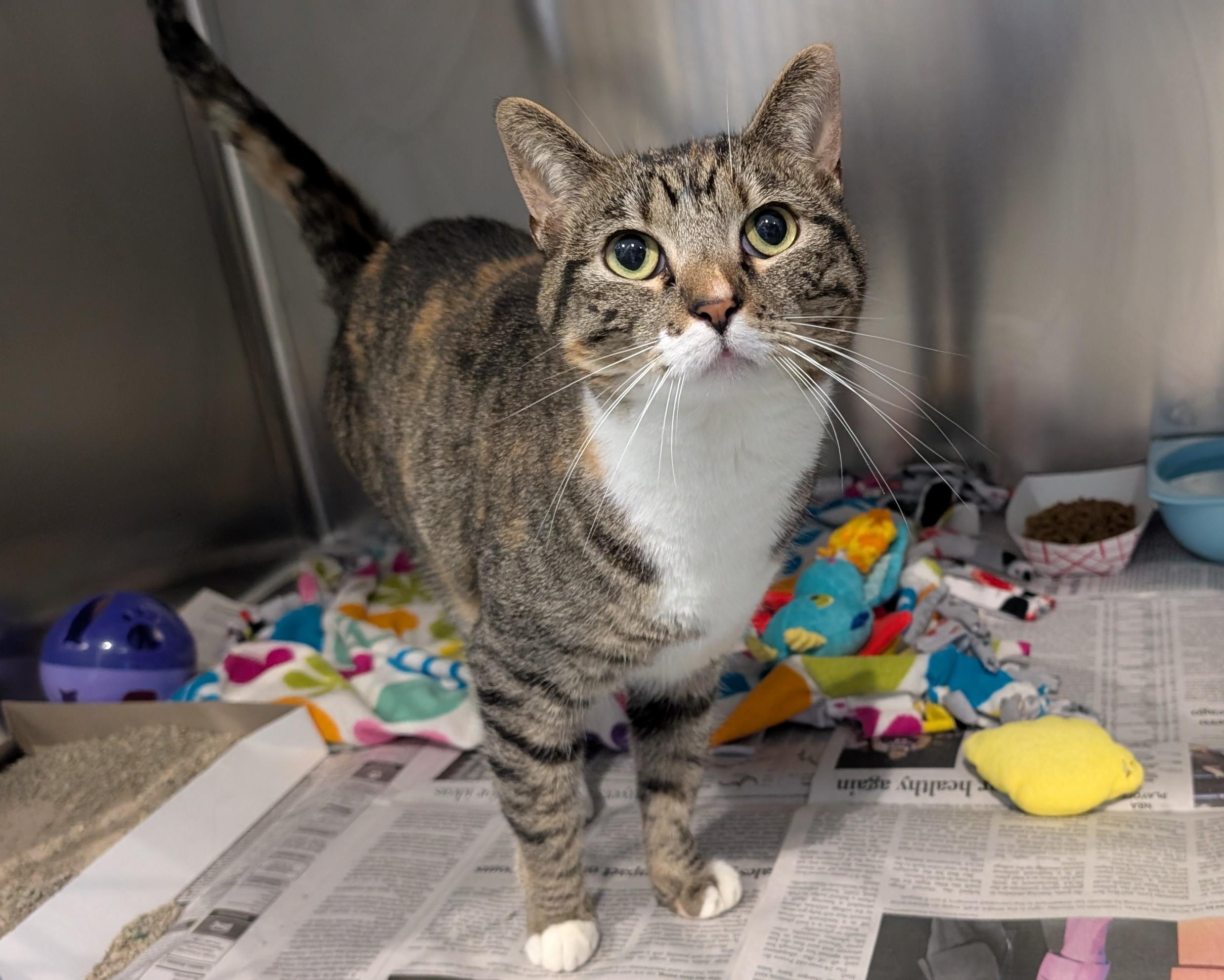 Jellybean* A213310