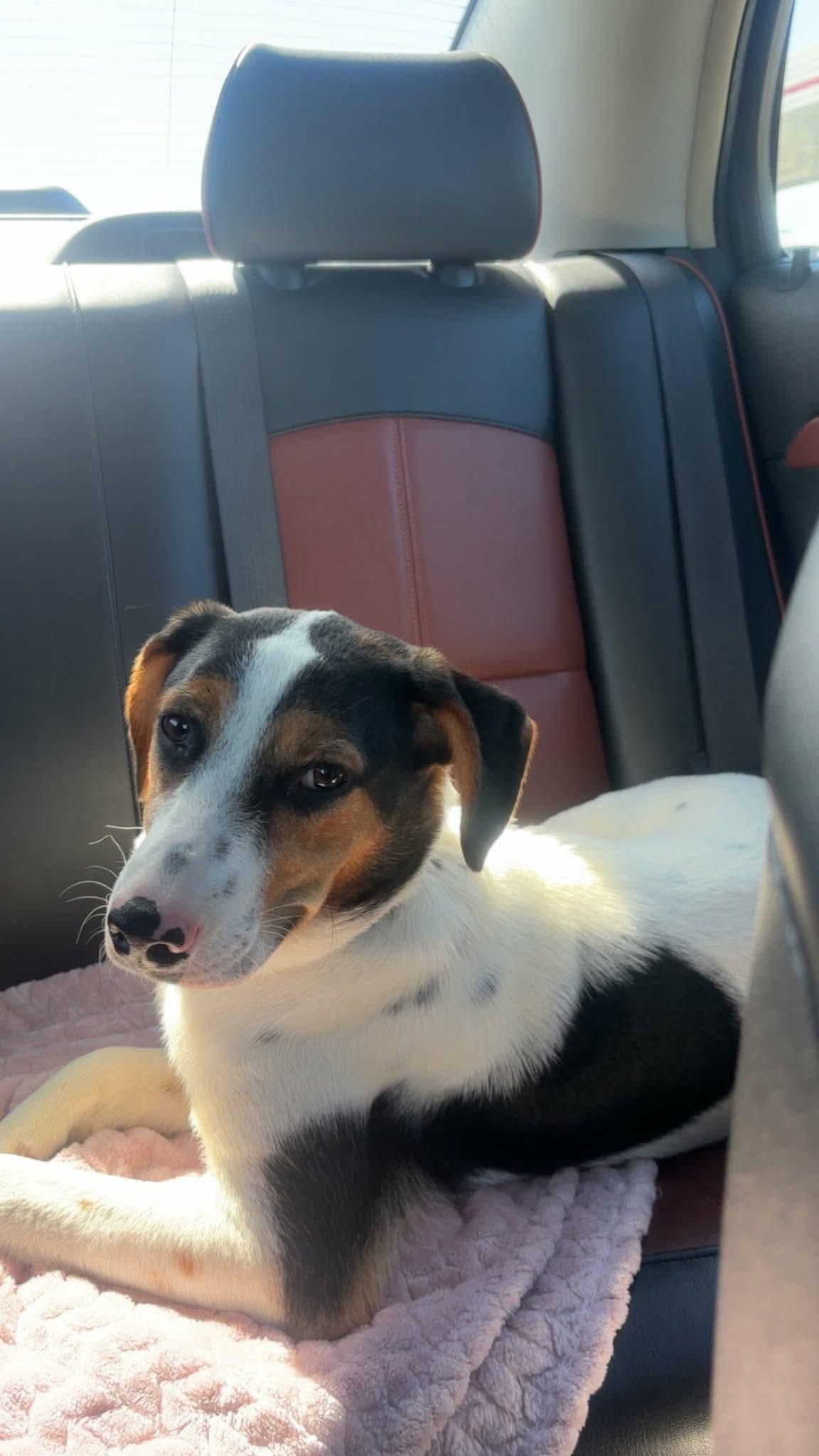 Chief, an adoptable mixed breed in Manhattan, KS image 3/5