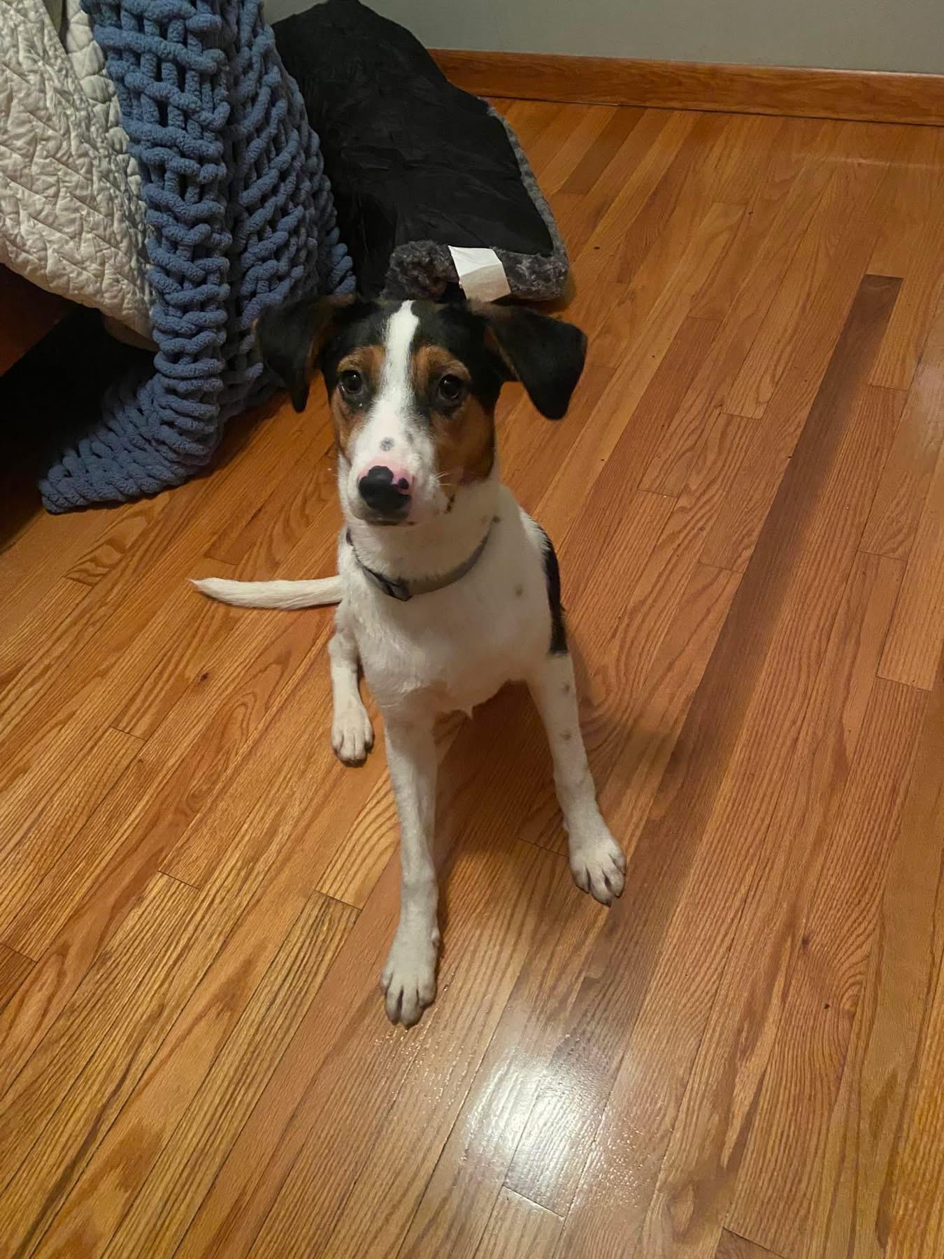 Enlarge Chief, an adopted mixed breed in Manhattan, KS image 2/2