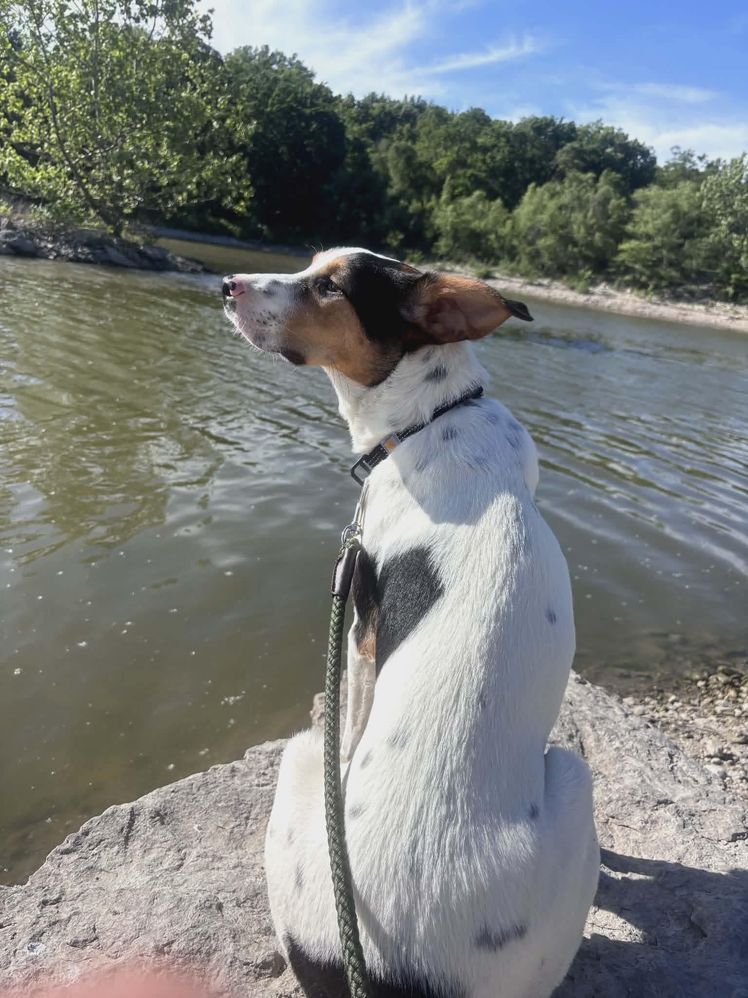 Chief, an adoptable mixed breed in Manhattan, KS image 4/5