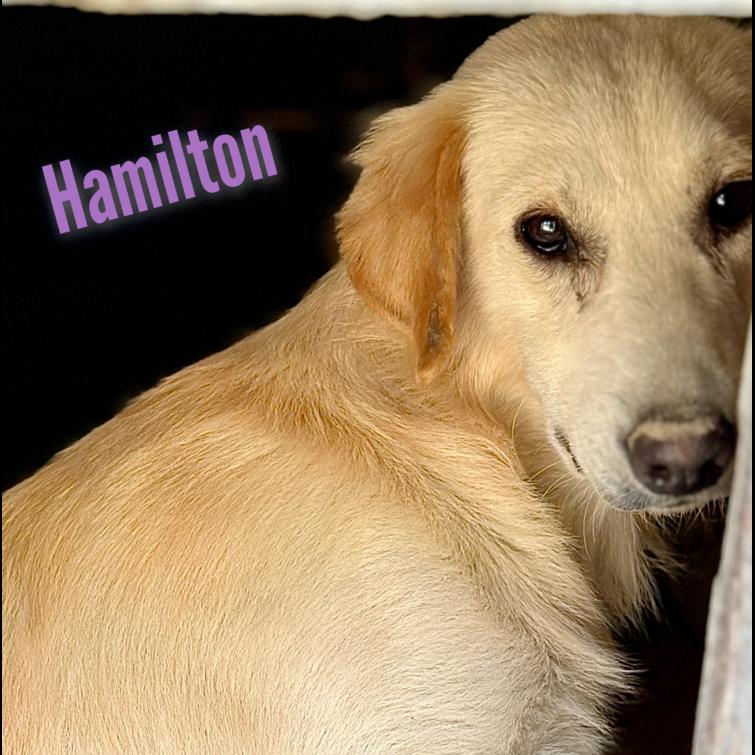 Hamilton, a Adoptable mixed breed in Louisville, KY image 1/6