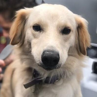 Hamilton, a Adoptable mixed breed in Louisville, KY image 2/6