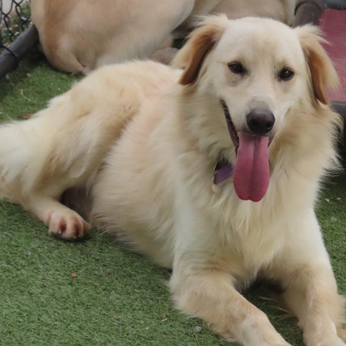 Hamilton, a Adoptable mixed breed in Louisville, KY image 3/6