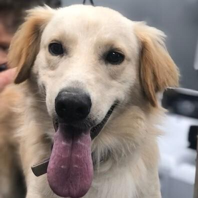 Hamilton, a Adoptable mixed breed in Louisville, KY image 4/6