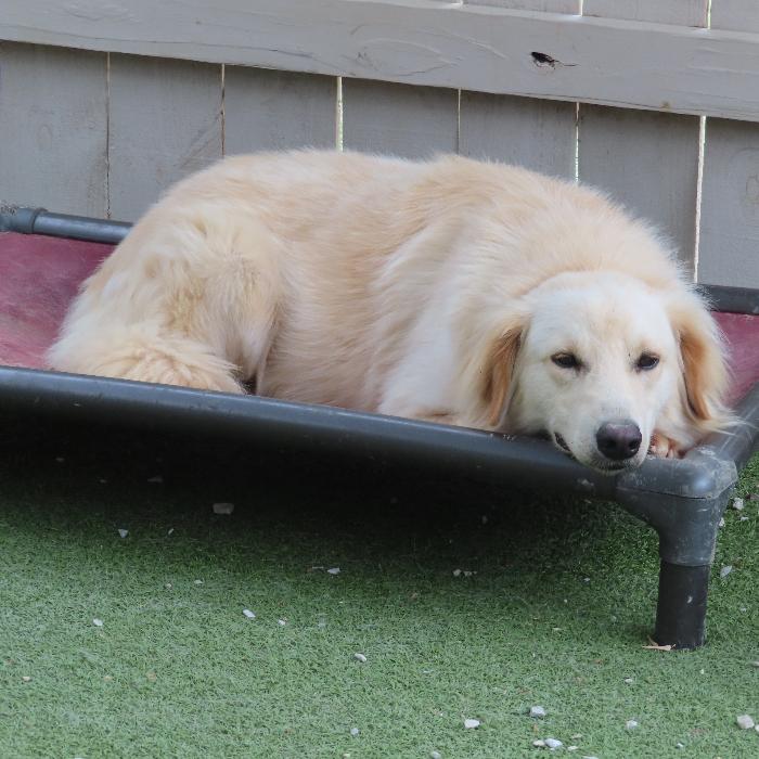 Hamilton, a Adoptable mixed breed in Louisville, KY image 5/6