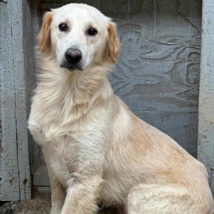 Hamilton, a Adoptable mixed breed in Louisville, KY image 6/6