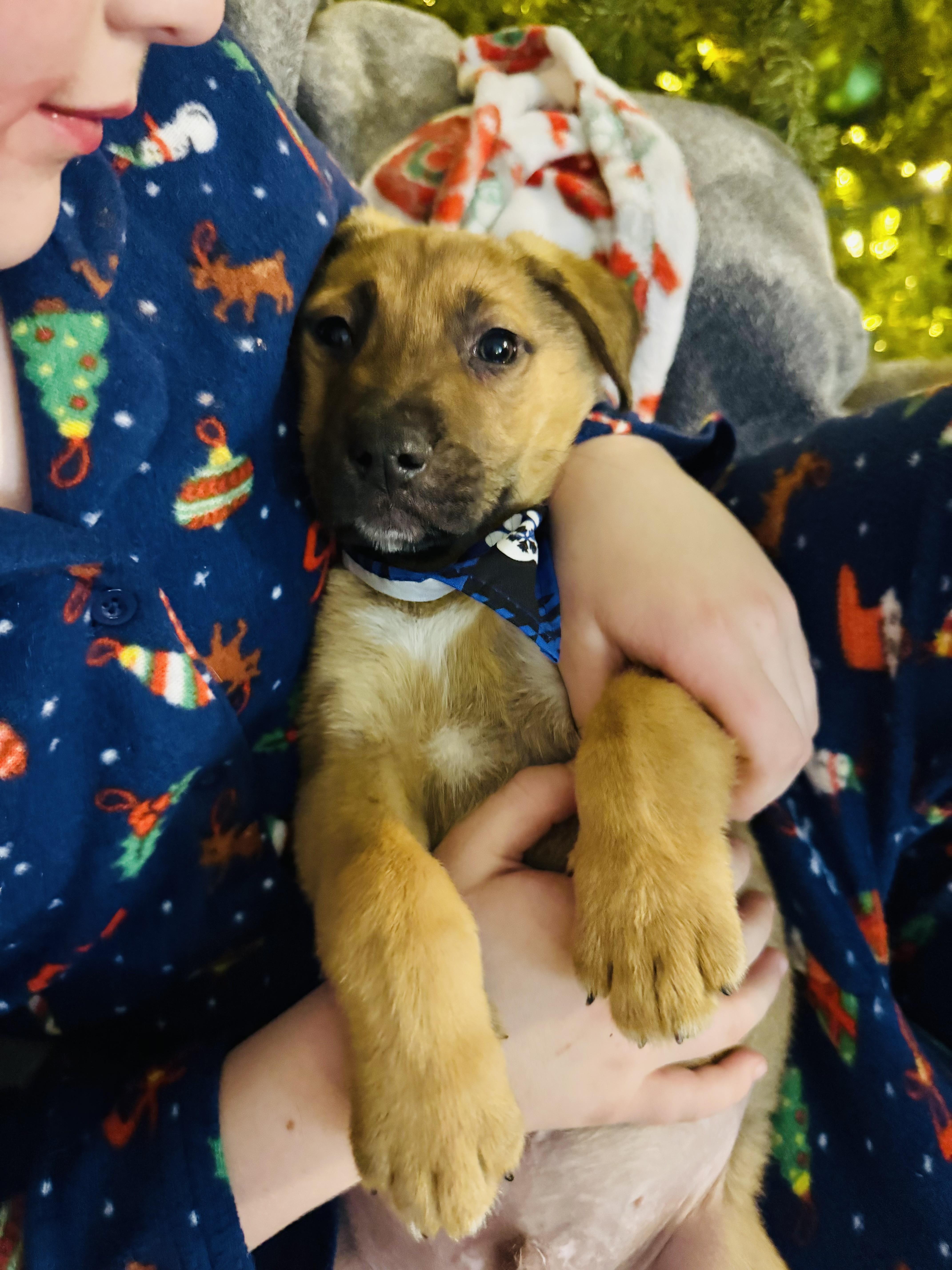 Russ, ADOPTABLE, Young Male Labrador Retriever.