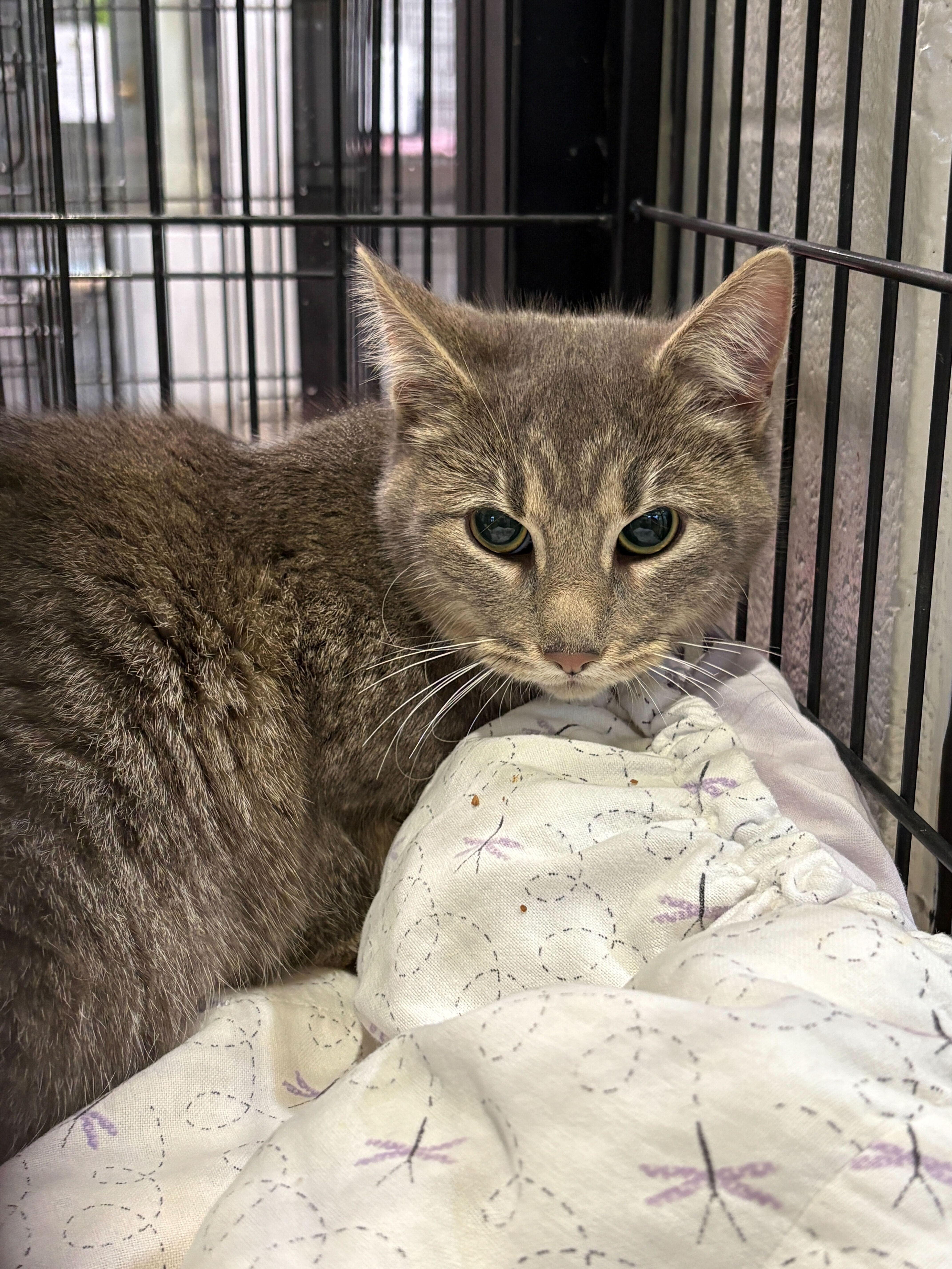 Enlarge Lulu, a ADOPTABLE Domestic Short Hair in Jackson, MI image 1/2