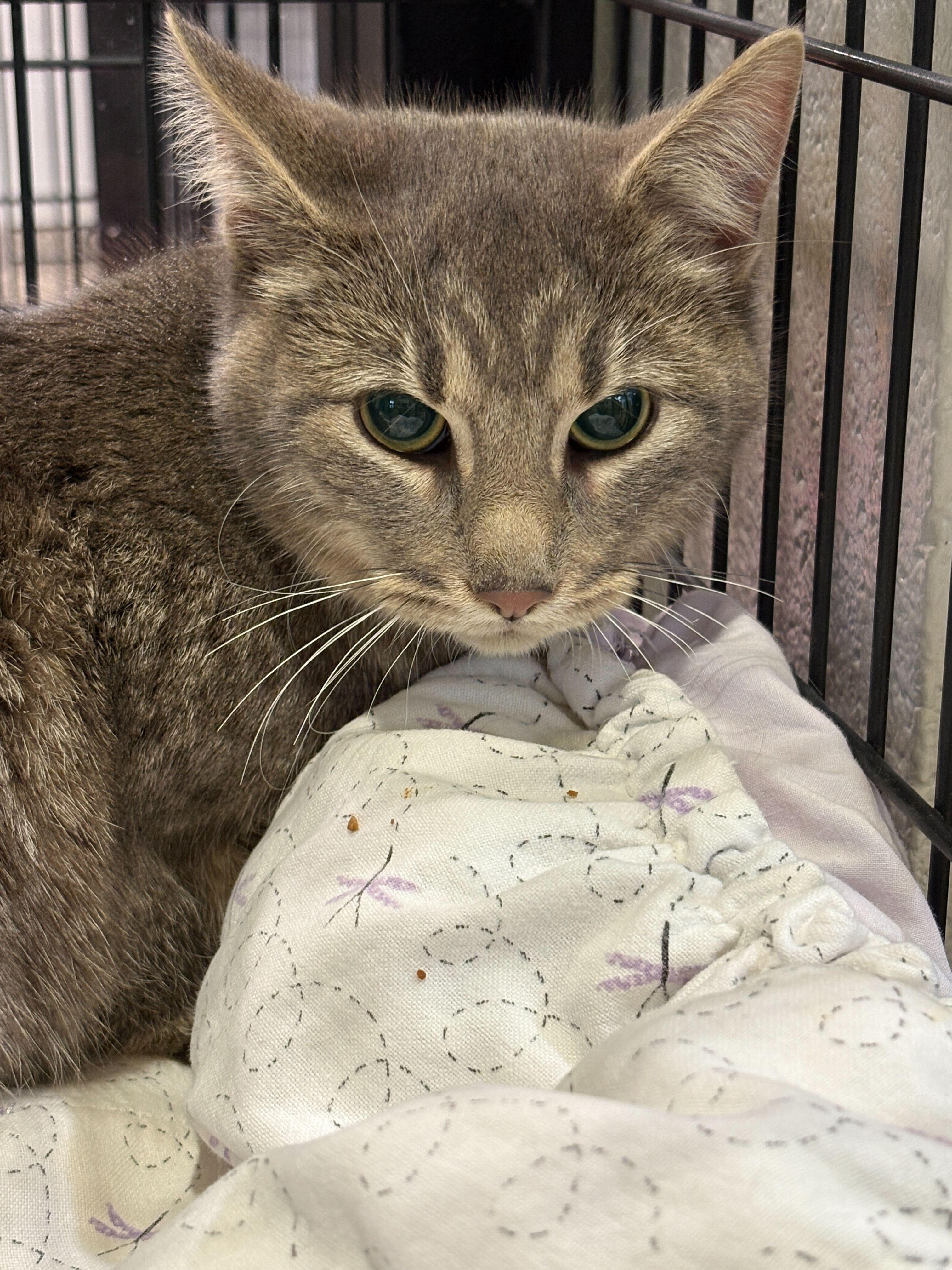 Enlarge Lulu, a ADOPTABLE Domestic Short Hair in Jackson, MI image 2/2