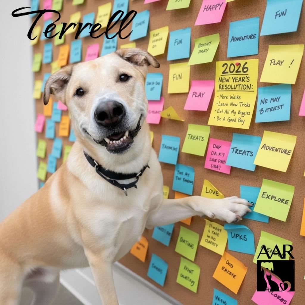 Terrell, Adoptable, Adult Male Carolina Dog & Labrador Retriever.